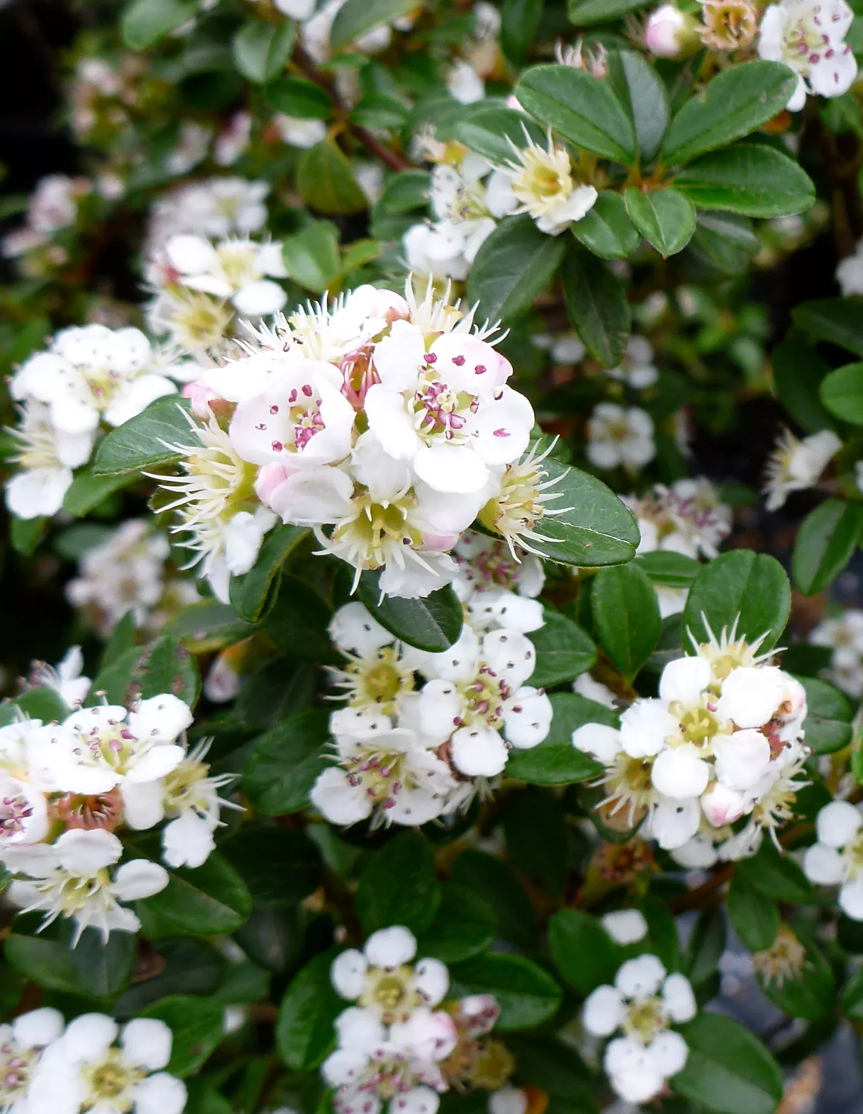 Coral Beauty Cotoneaster