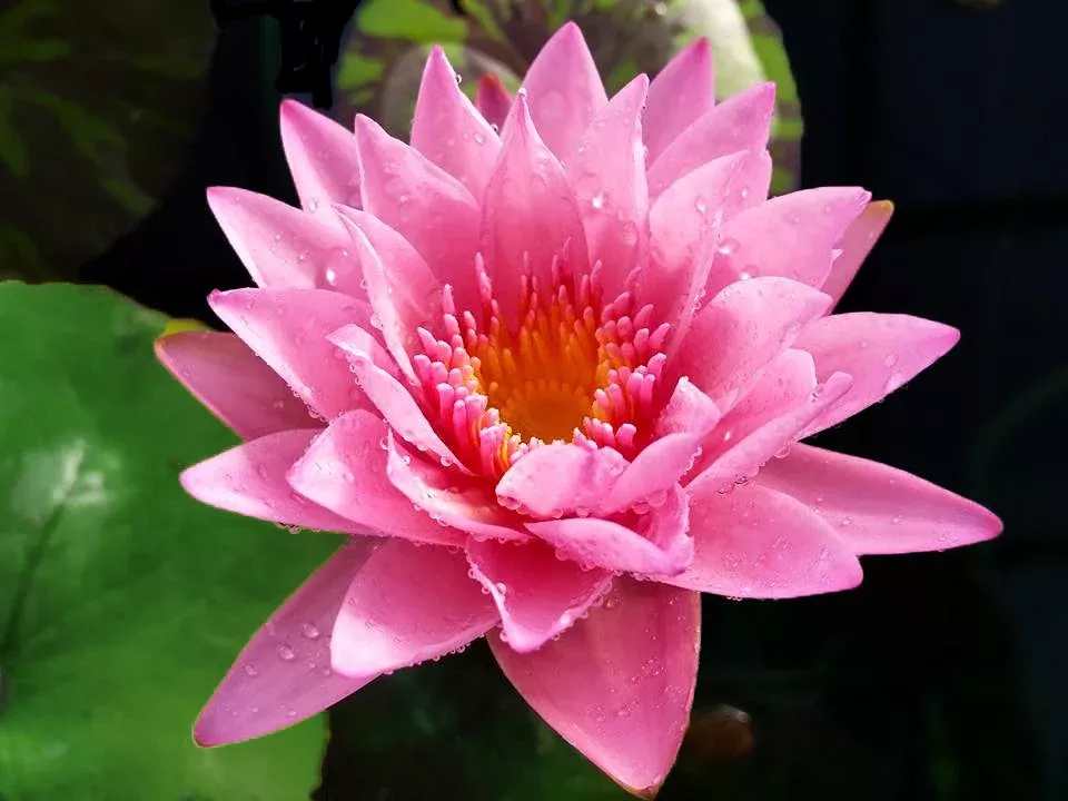 Coral Sky - Pink WaterlilyExcellent Bloomer