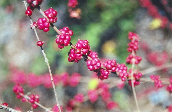 Coralberry, Bare Root
