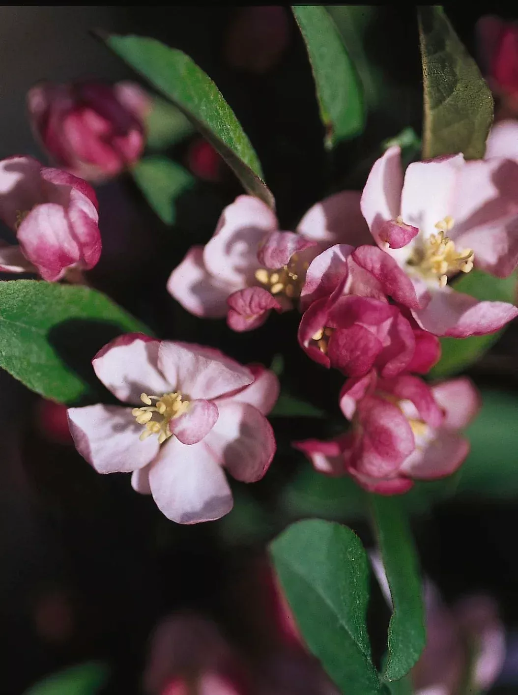 Coralburst Crabapple