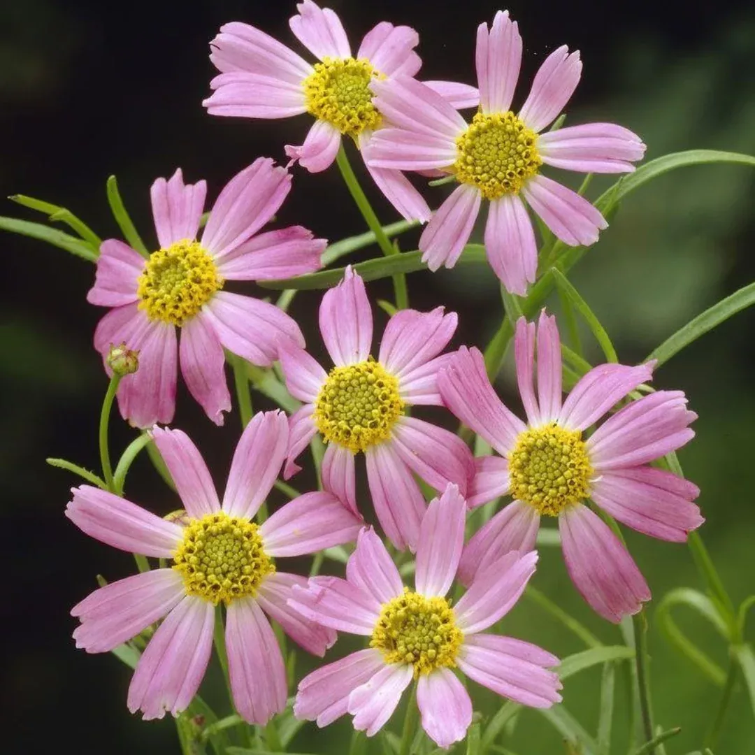 Coreopsis 'American Dream'