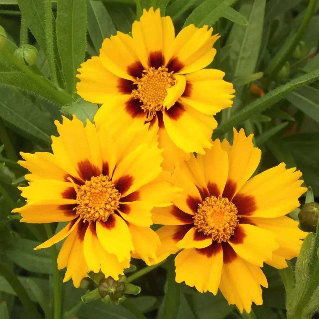 Coreopsis 'Baby Sun'