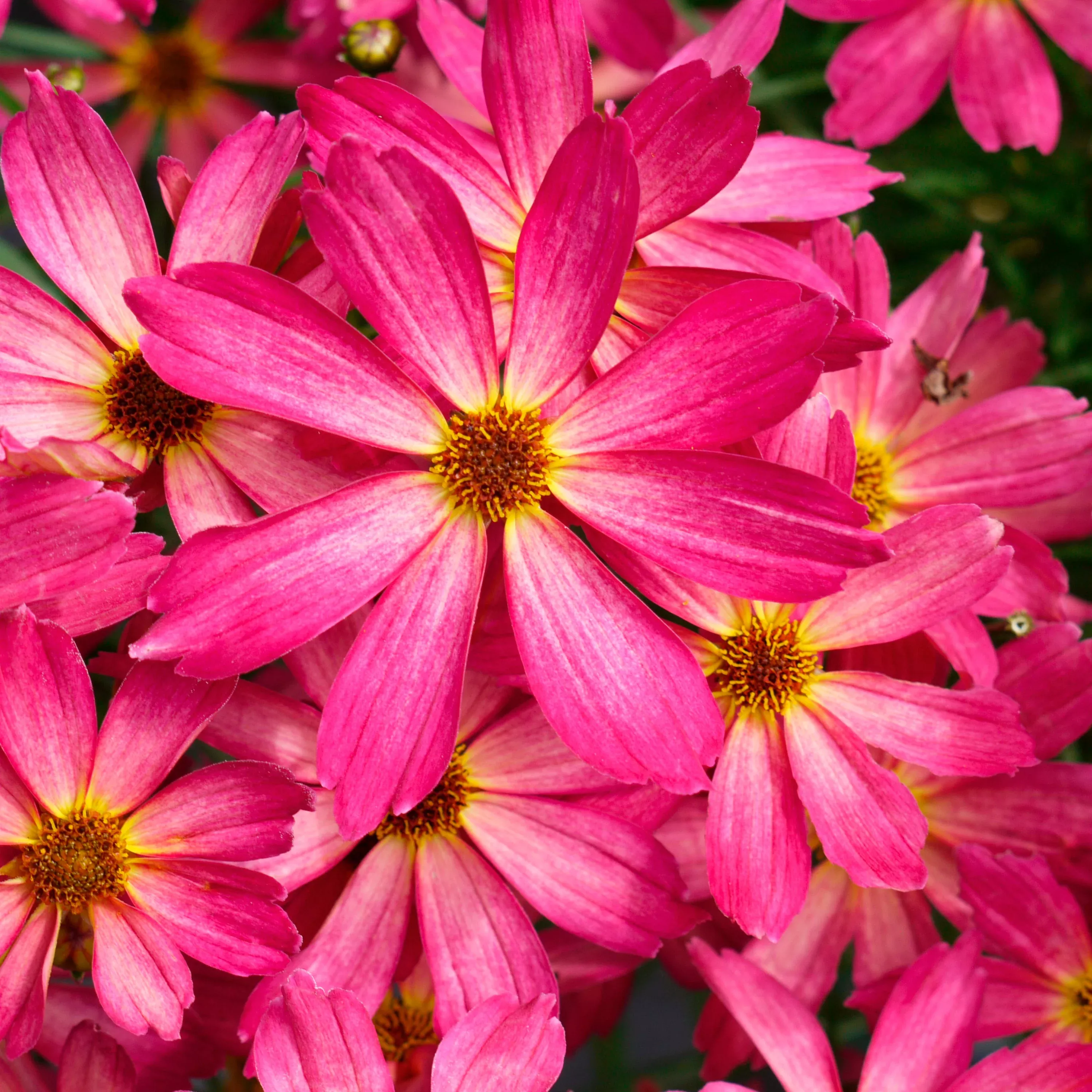Coreopsis Fall Sensation™ Quartz 2 Pack