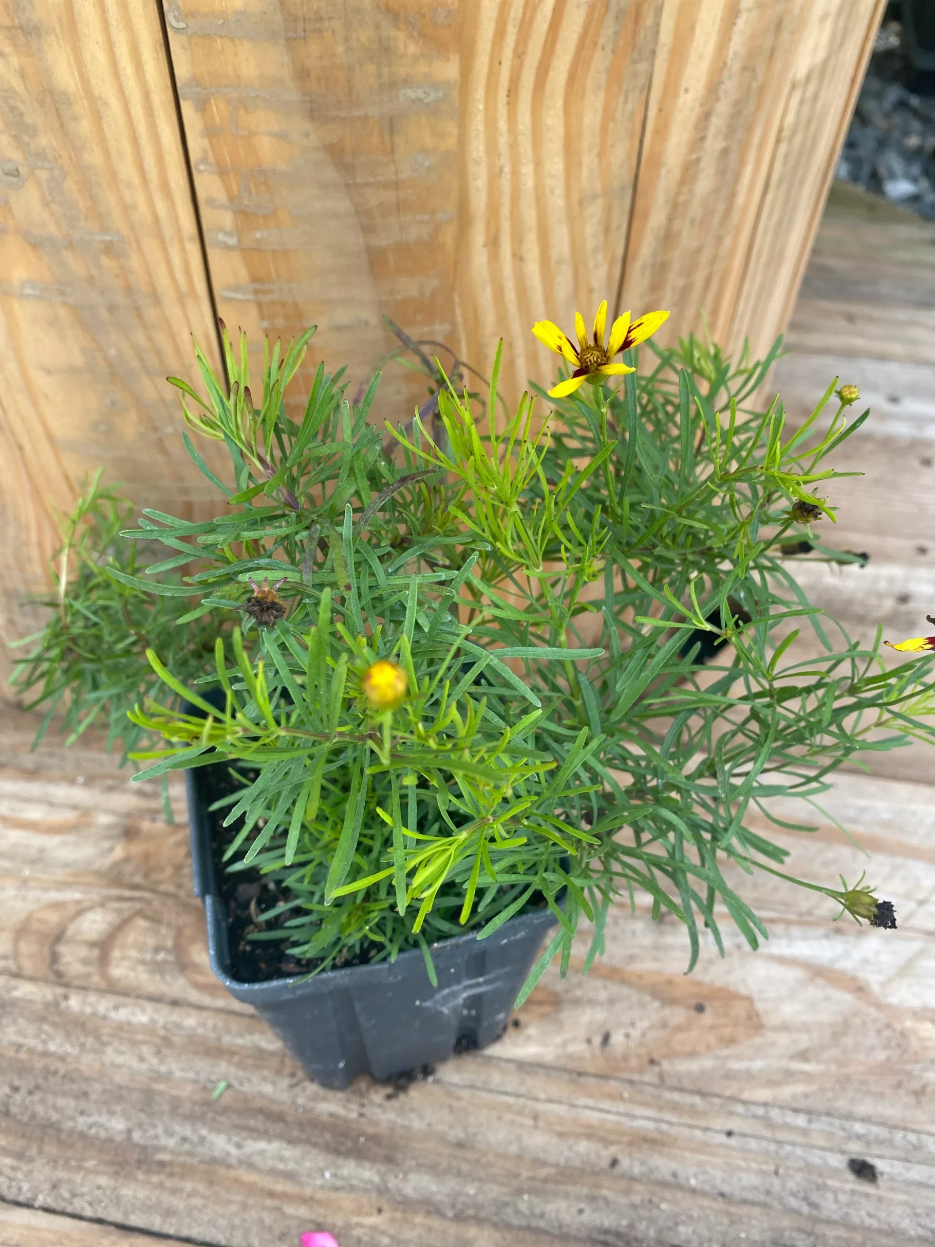 Coreopsis, Firefly