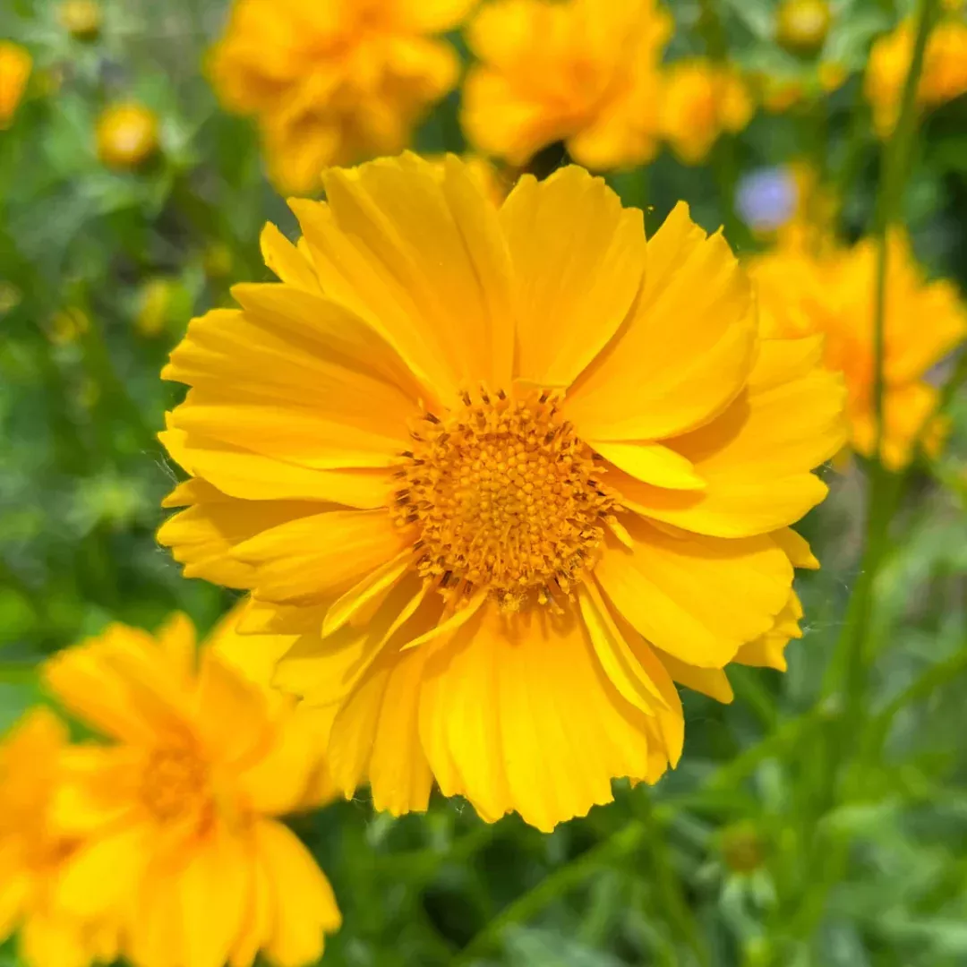 Coreopsis lanceolata