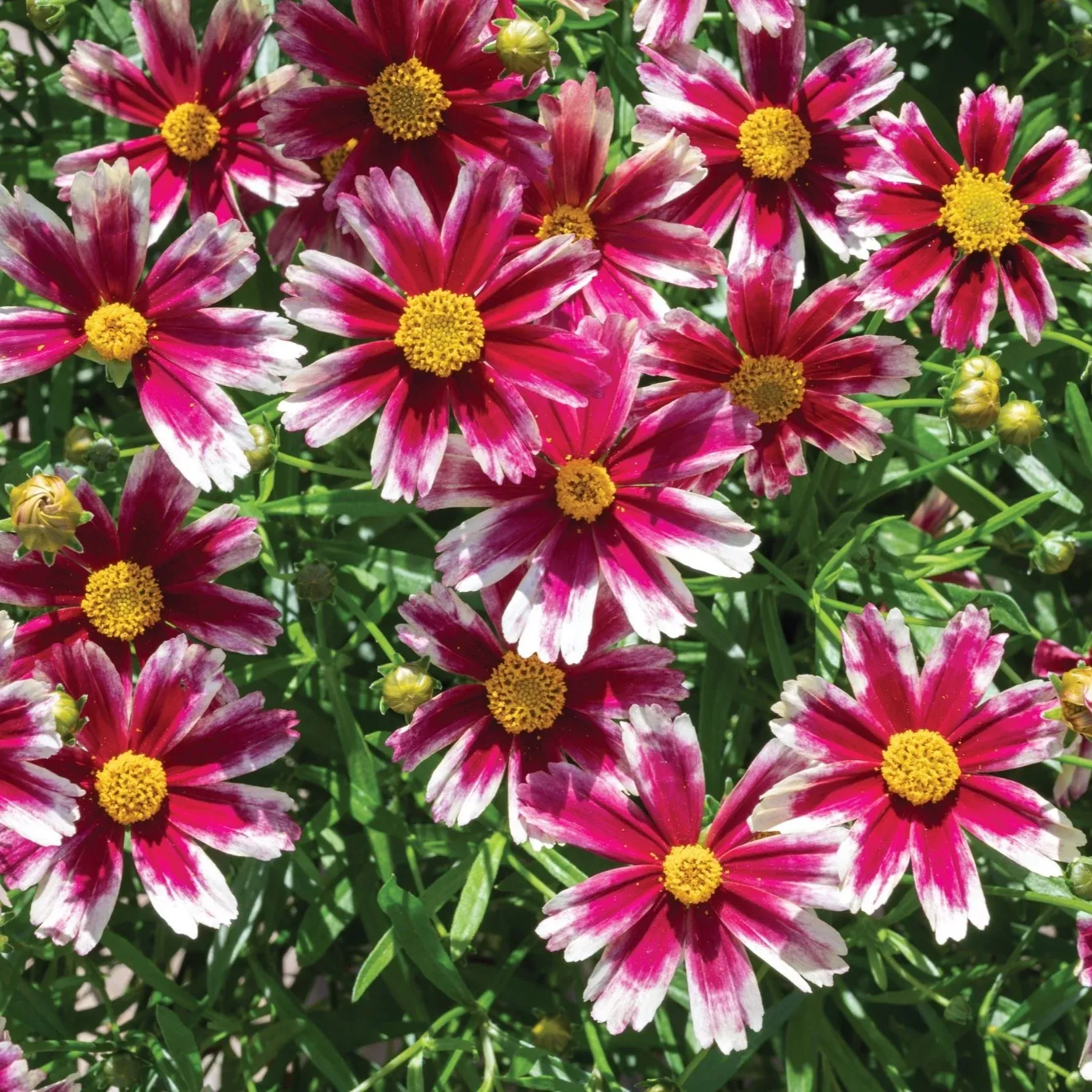 Coreopsis - Lil Bang Candy Stripes Potted Plant 2 Pack