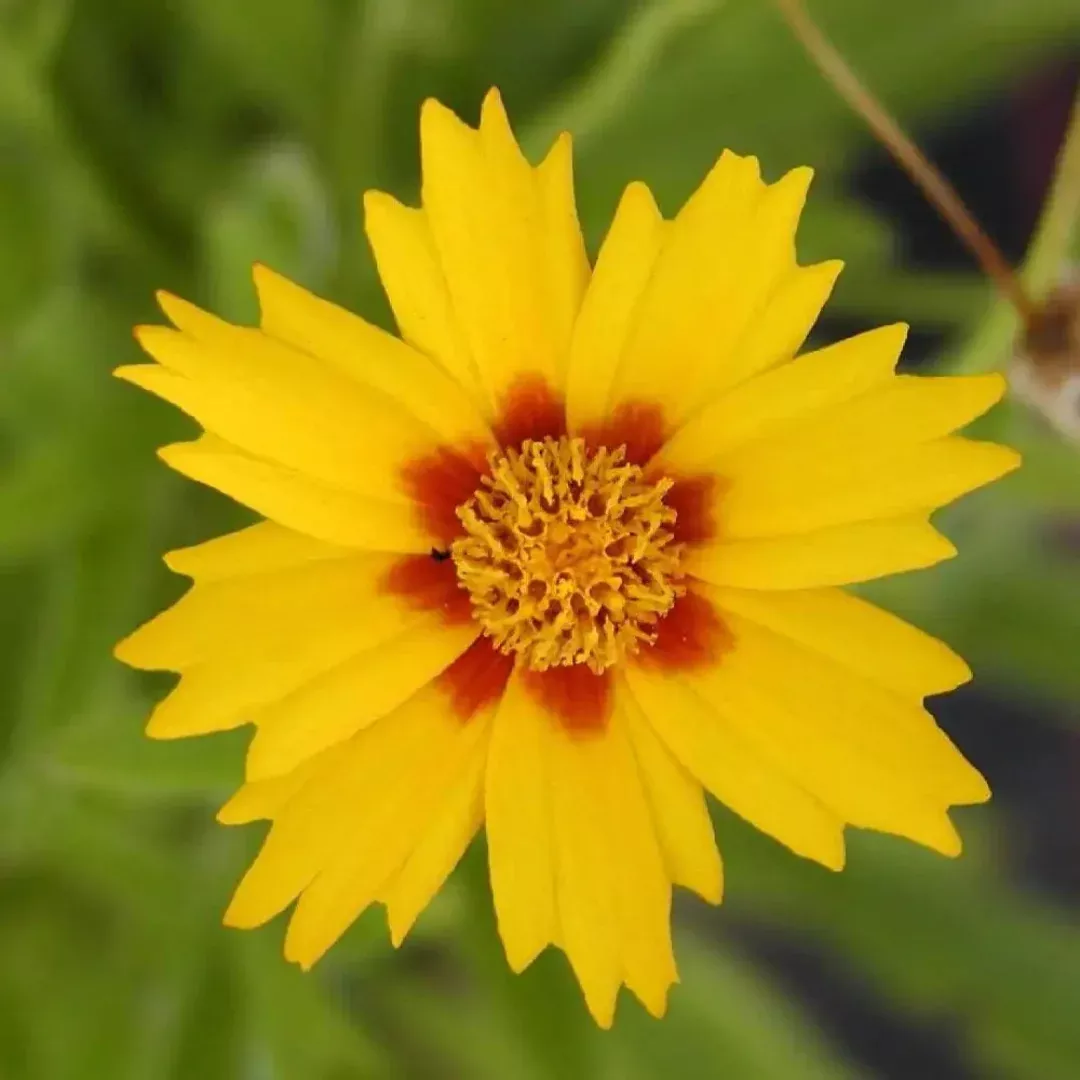Coreopsis 'Sterntaler'