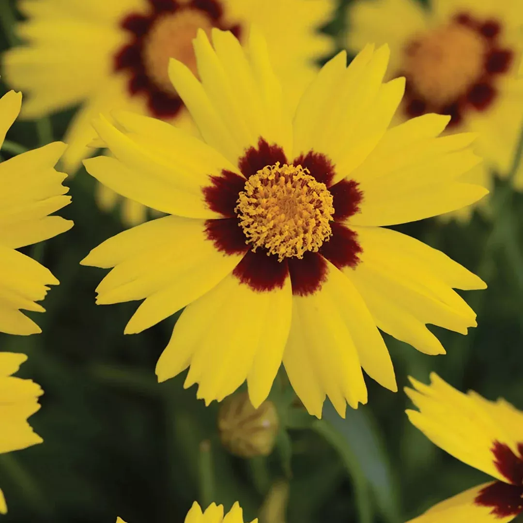 Coreopsis 'Sunkiss'