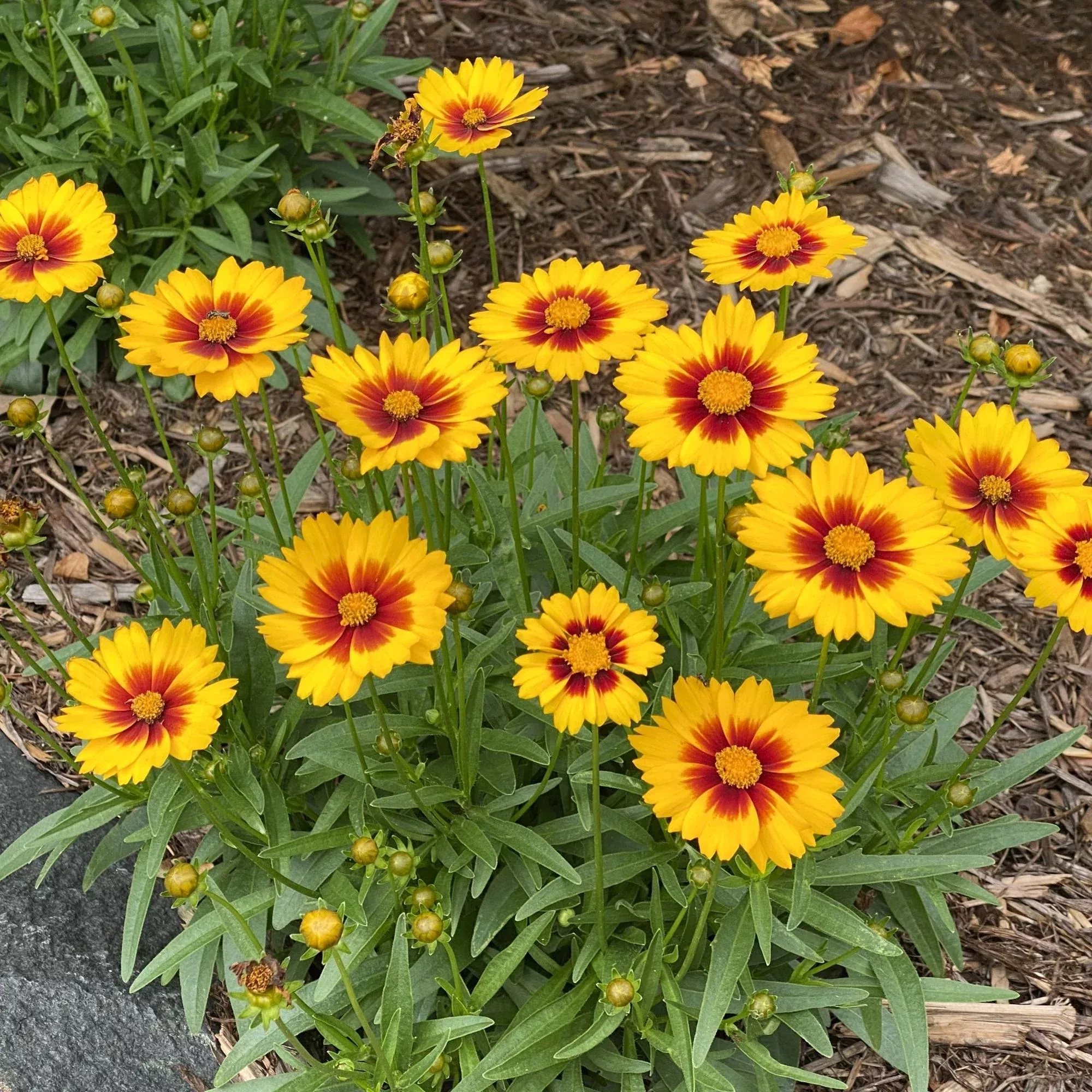 Coreopsis - Sunset Bright Potted Plant 2 Pack