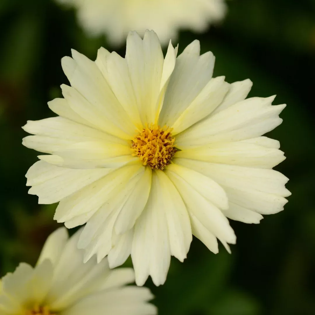 Coreopsis 'Uptick Cream'