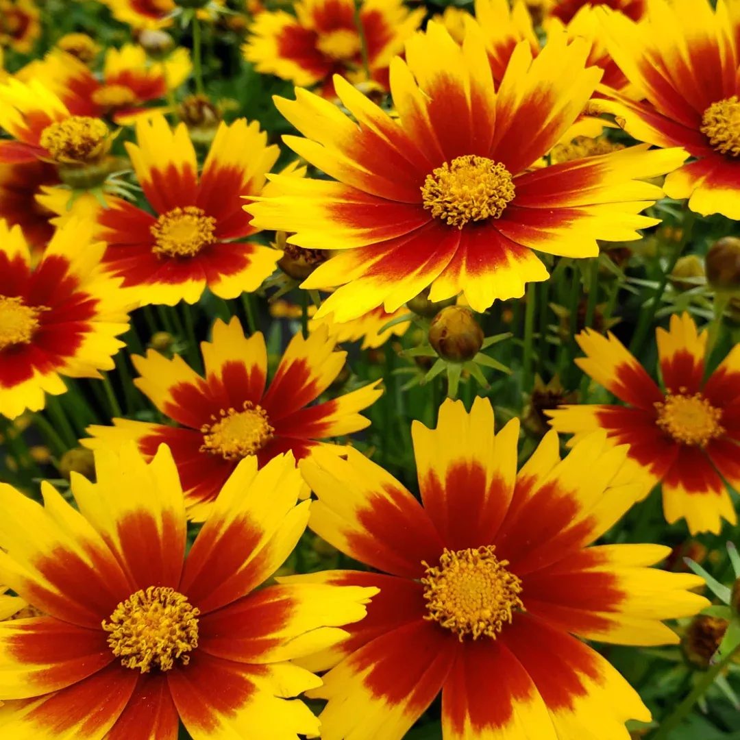 Coreopsis 'Uptick Gold Bronze'