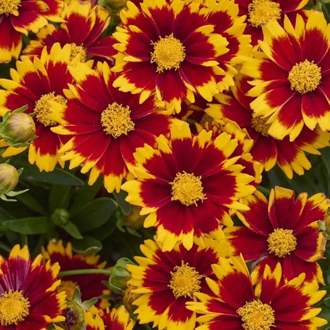 Coreopsis 'Uptick Red'