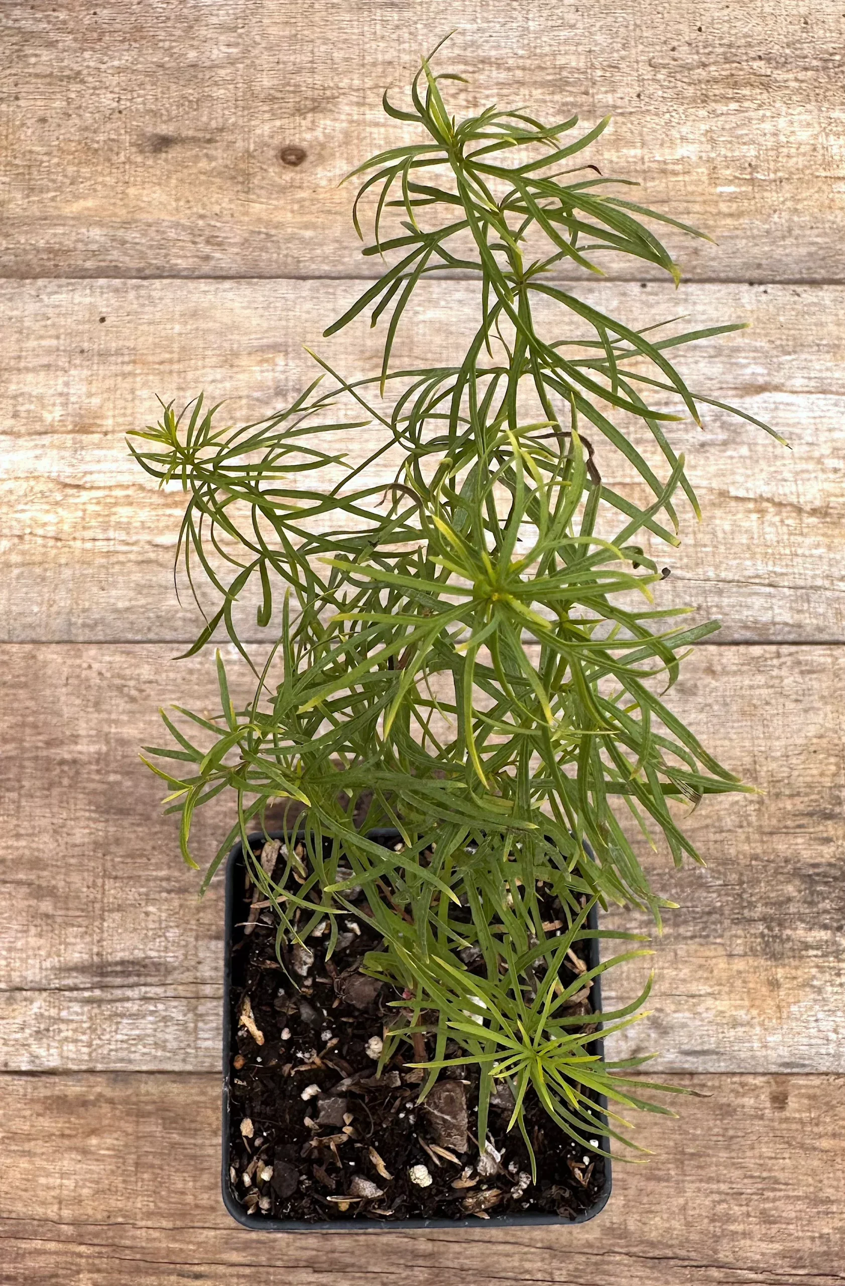 Coreopsis, 'Zagreb' Threadleaf