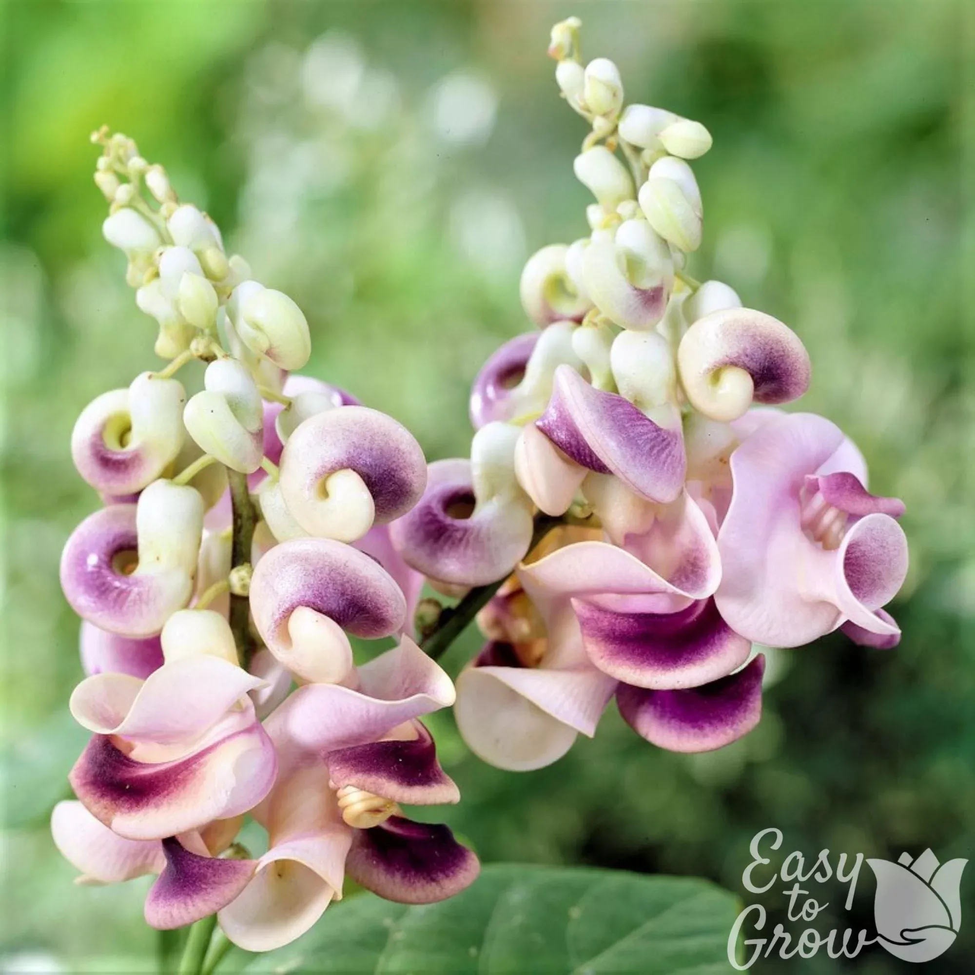 Corkscrew Vine