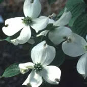 Cornus f Appalachian Spring 6'