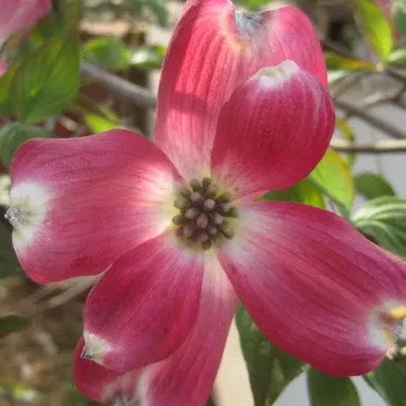 Cornus f Franco's Red 1.5"
