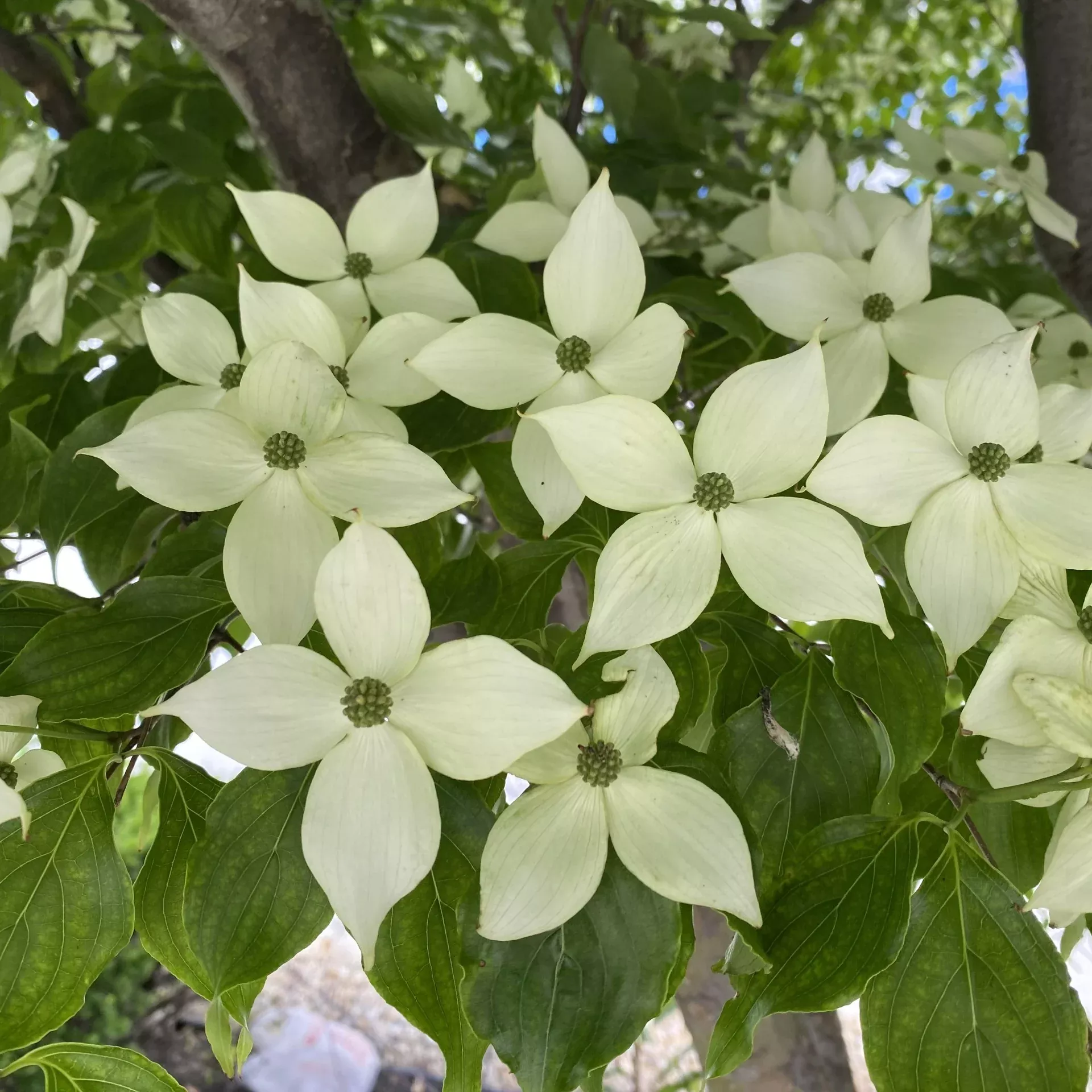 Cornus k Milky Way BF 5'