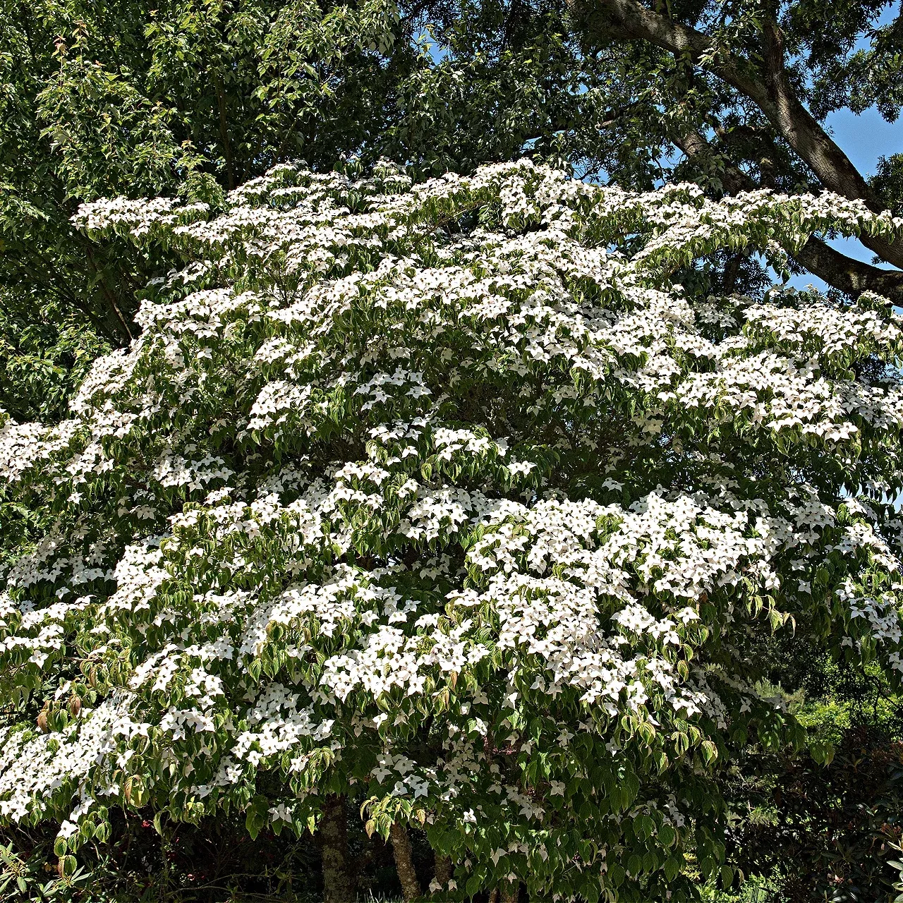 Cornus Kousa Dogwood Seedlings