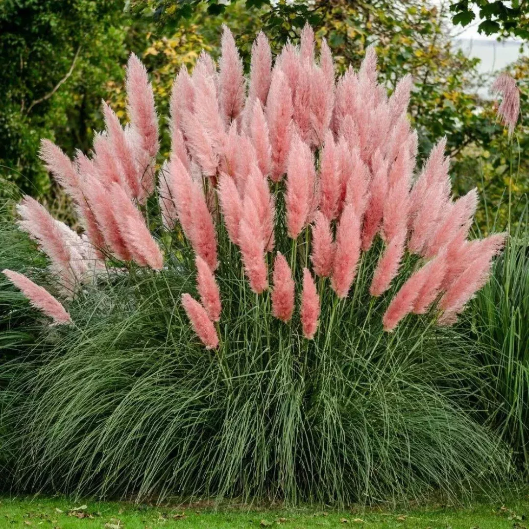 Cortaderia 'Rosea'
