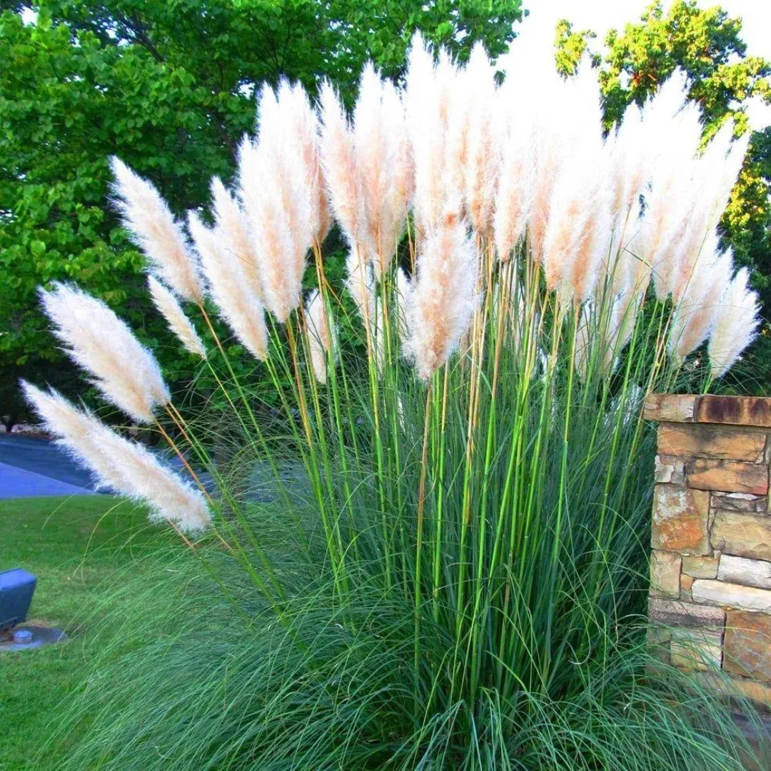 Cortaderia 'White Feather'