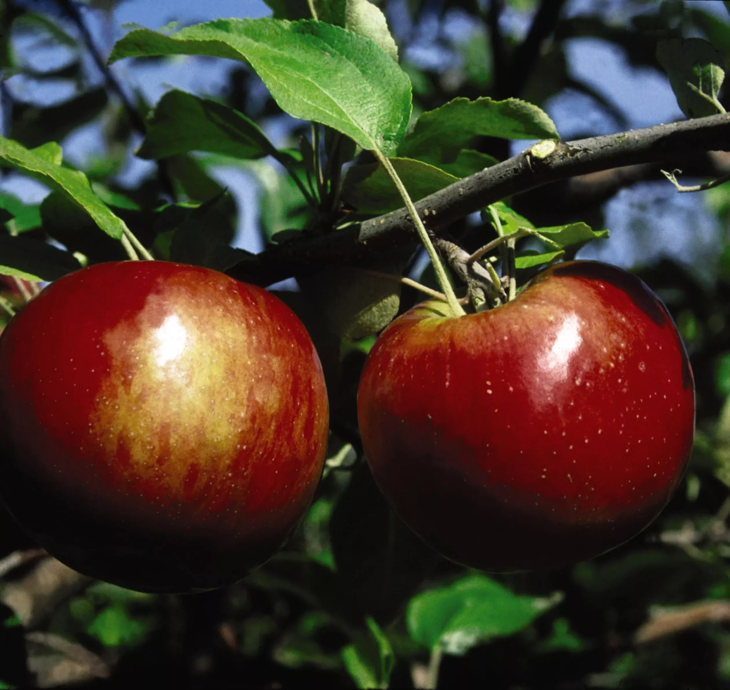 Cortland Apple