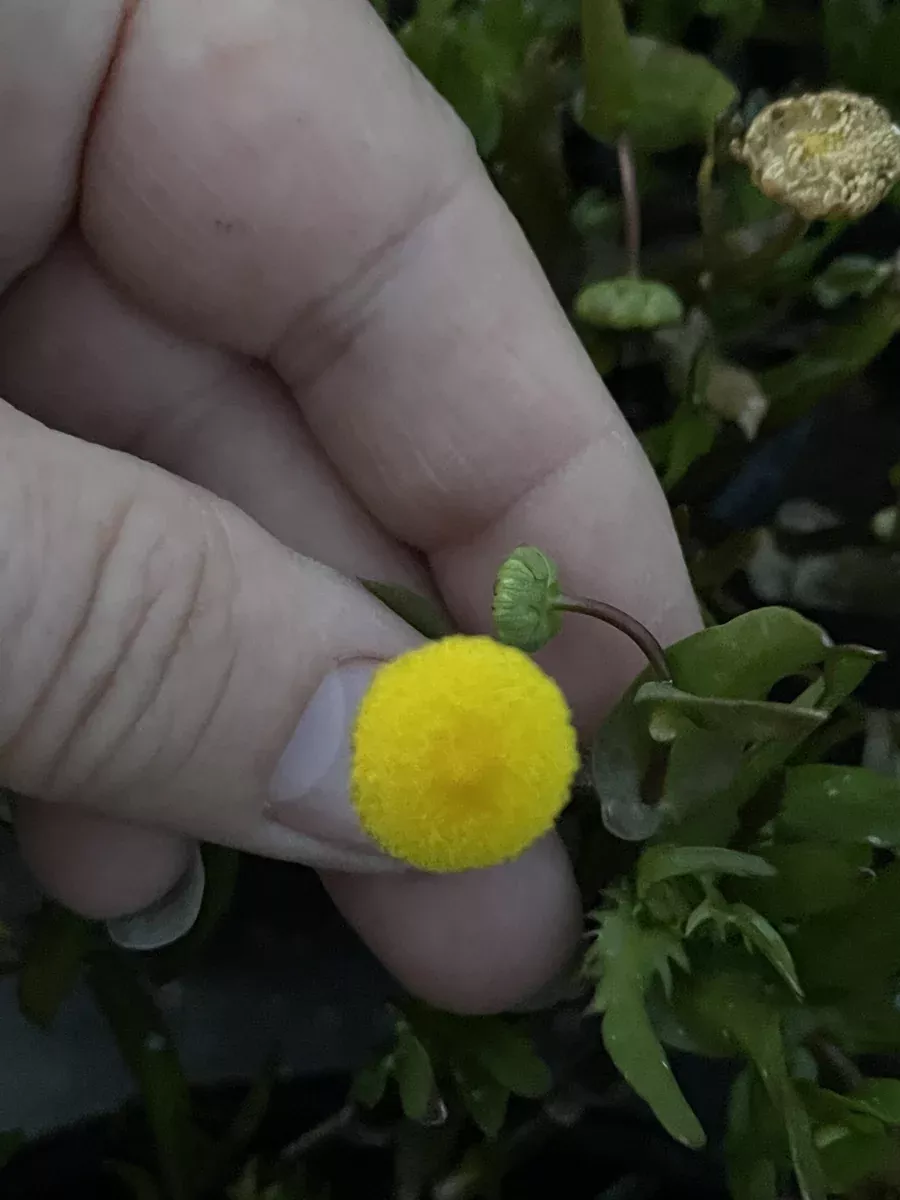Cortula coronopifolia "Brass Buttons"