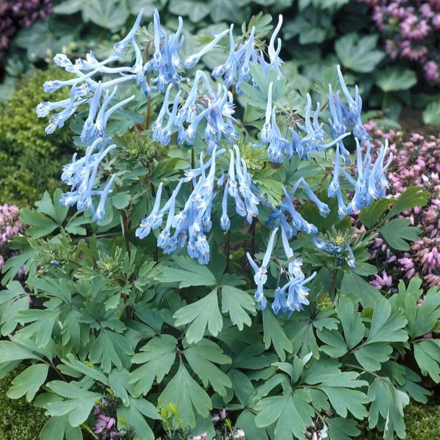 Corydalis - Hillier Porcelain Blue 2 Pack