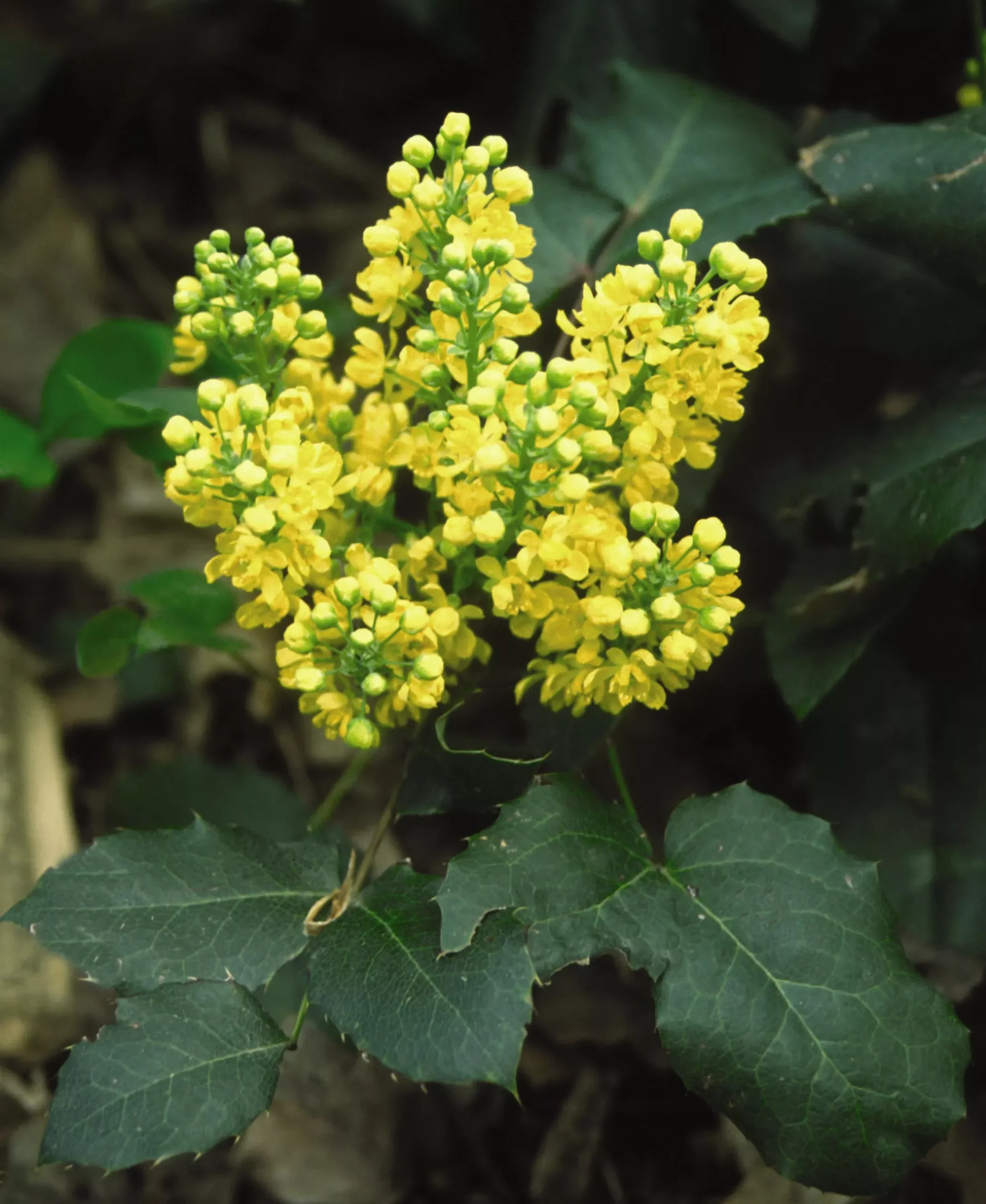 Creeping Oregon Grape-Holly
