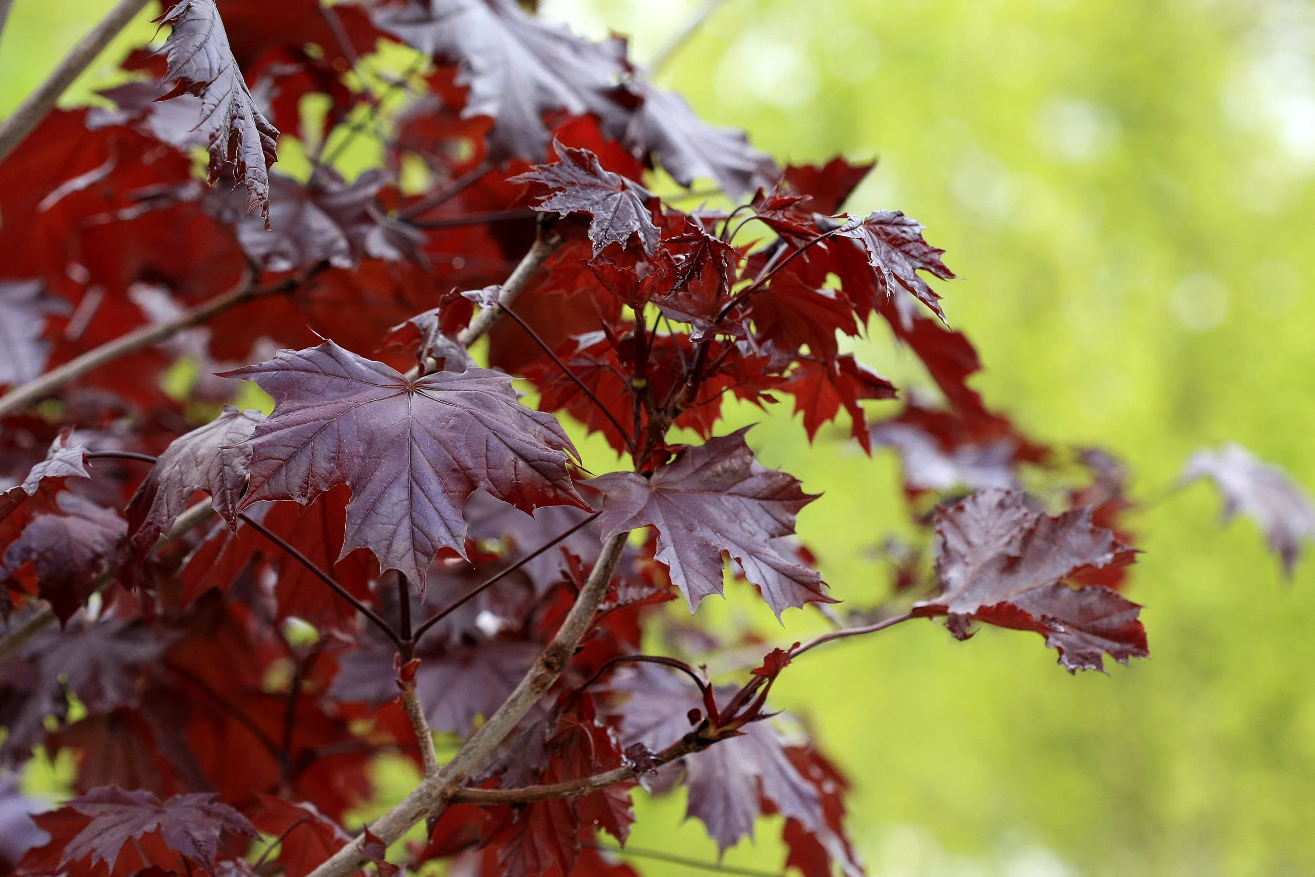 Crimson King Maple