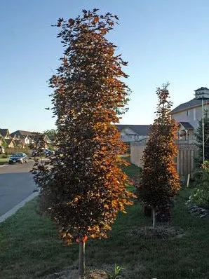 Crimson Sentry Maple