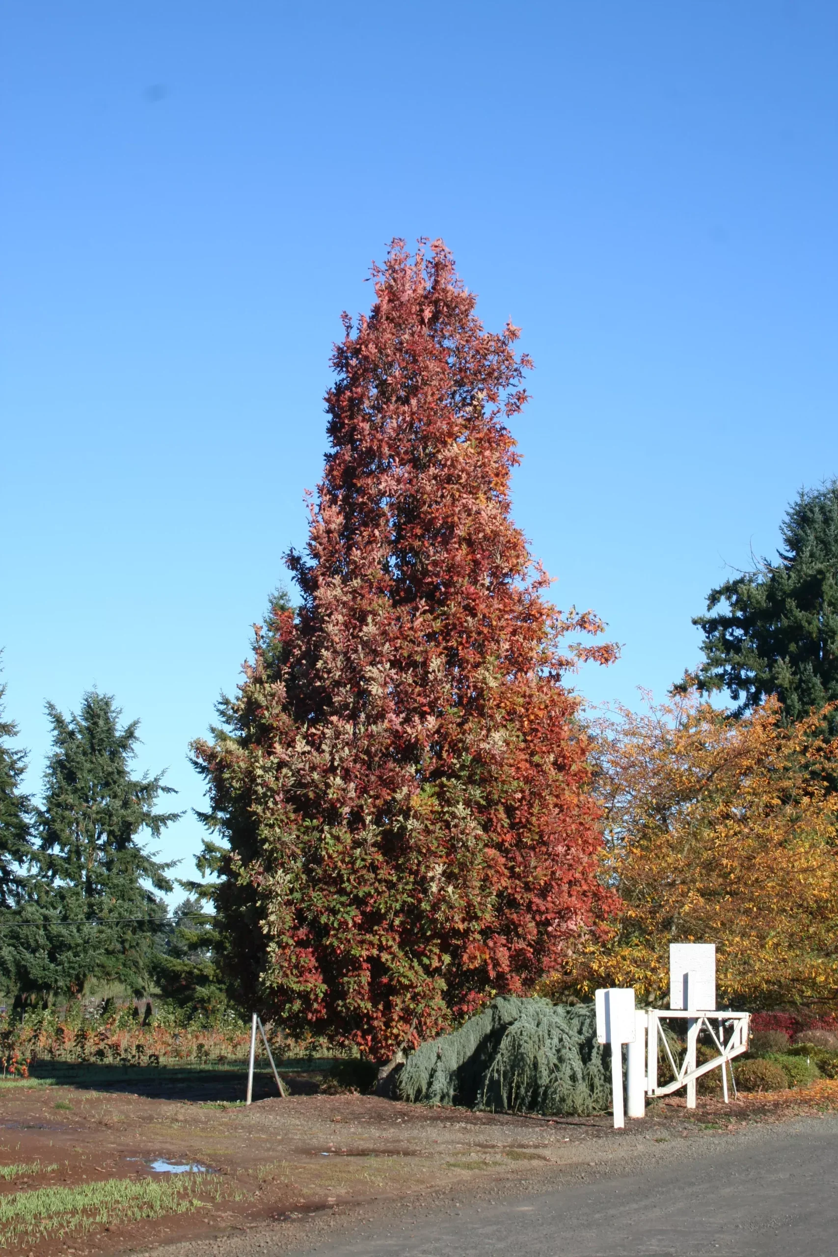 Crimson Spire™ Oak
