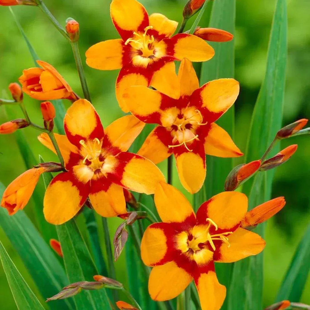 Crocosmia 'Emily McKenzie'