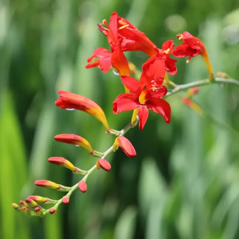 Crocosmia 'Lucifer'