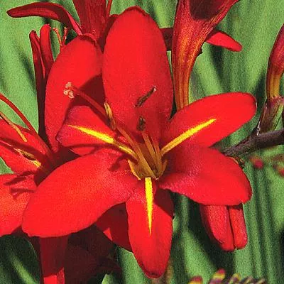 Crocosmia - Vera Cruz