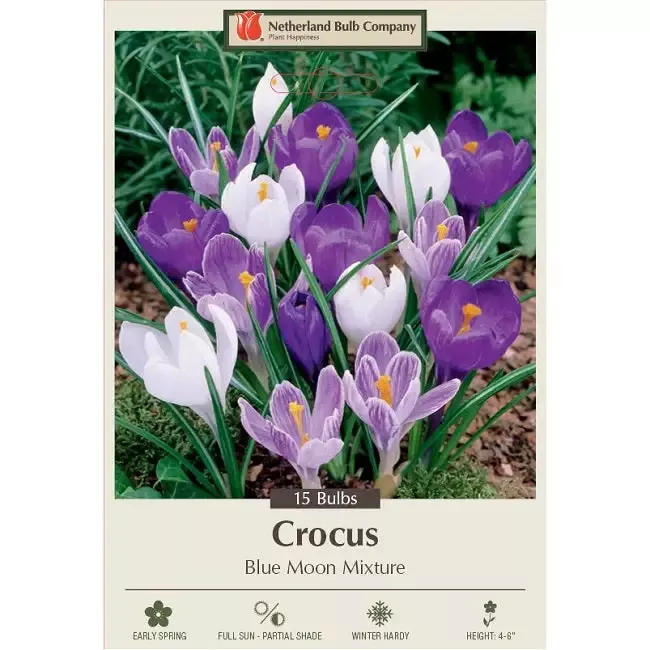 Crocus “Blue Moon Mixture” – Pack of 15 Corms