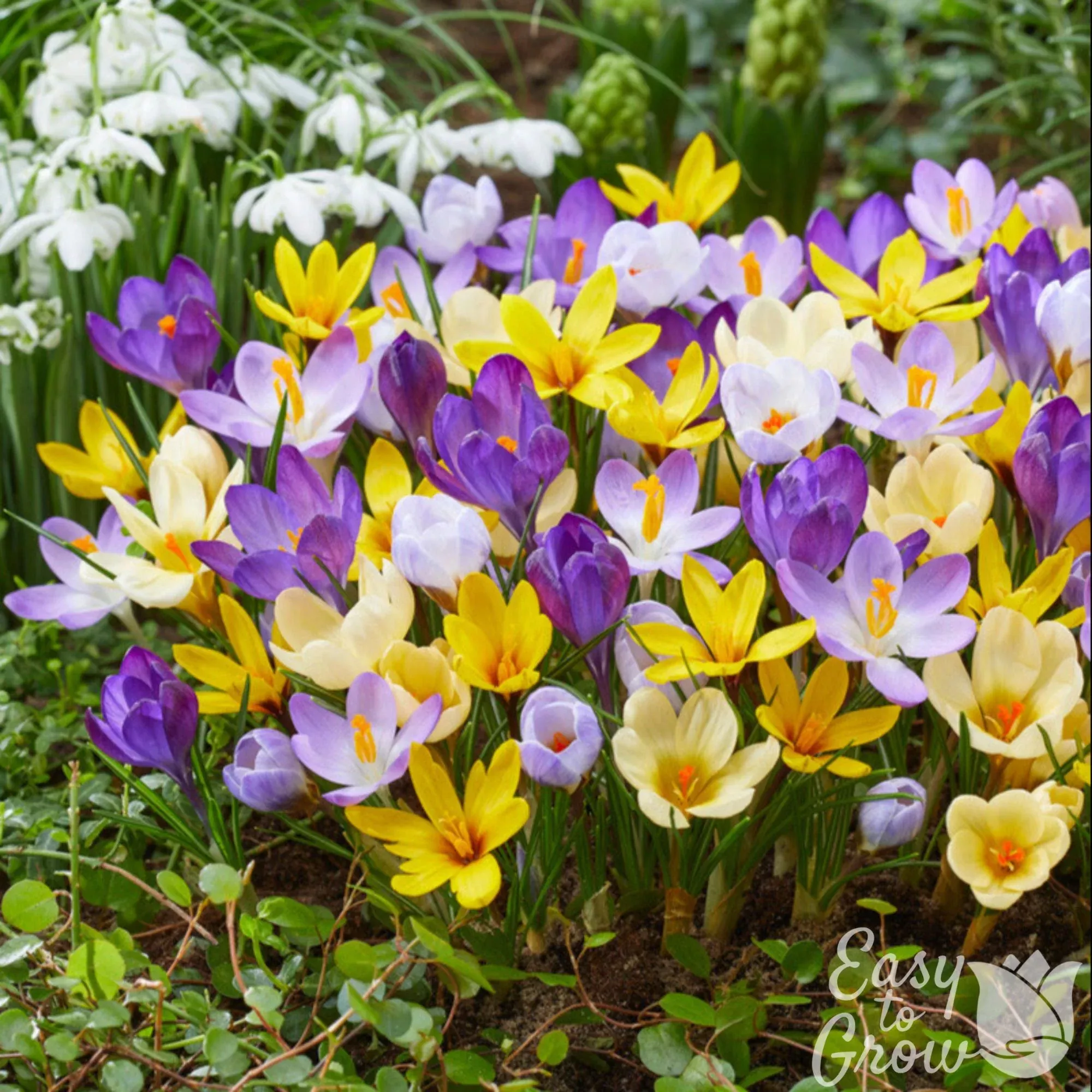 Crocus - Chrysanthus Mix