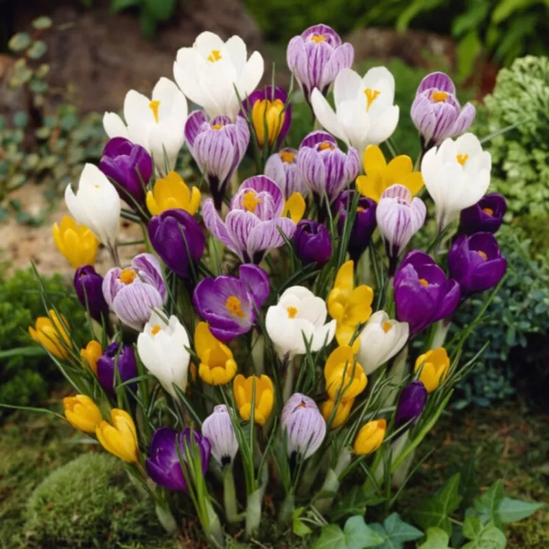 Crocus – Large Flowering Mix