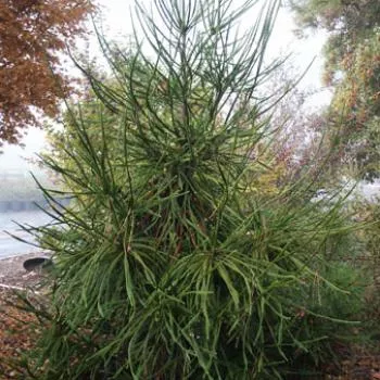 Cryptomeria j Araucarioides #6