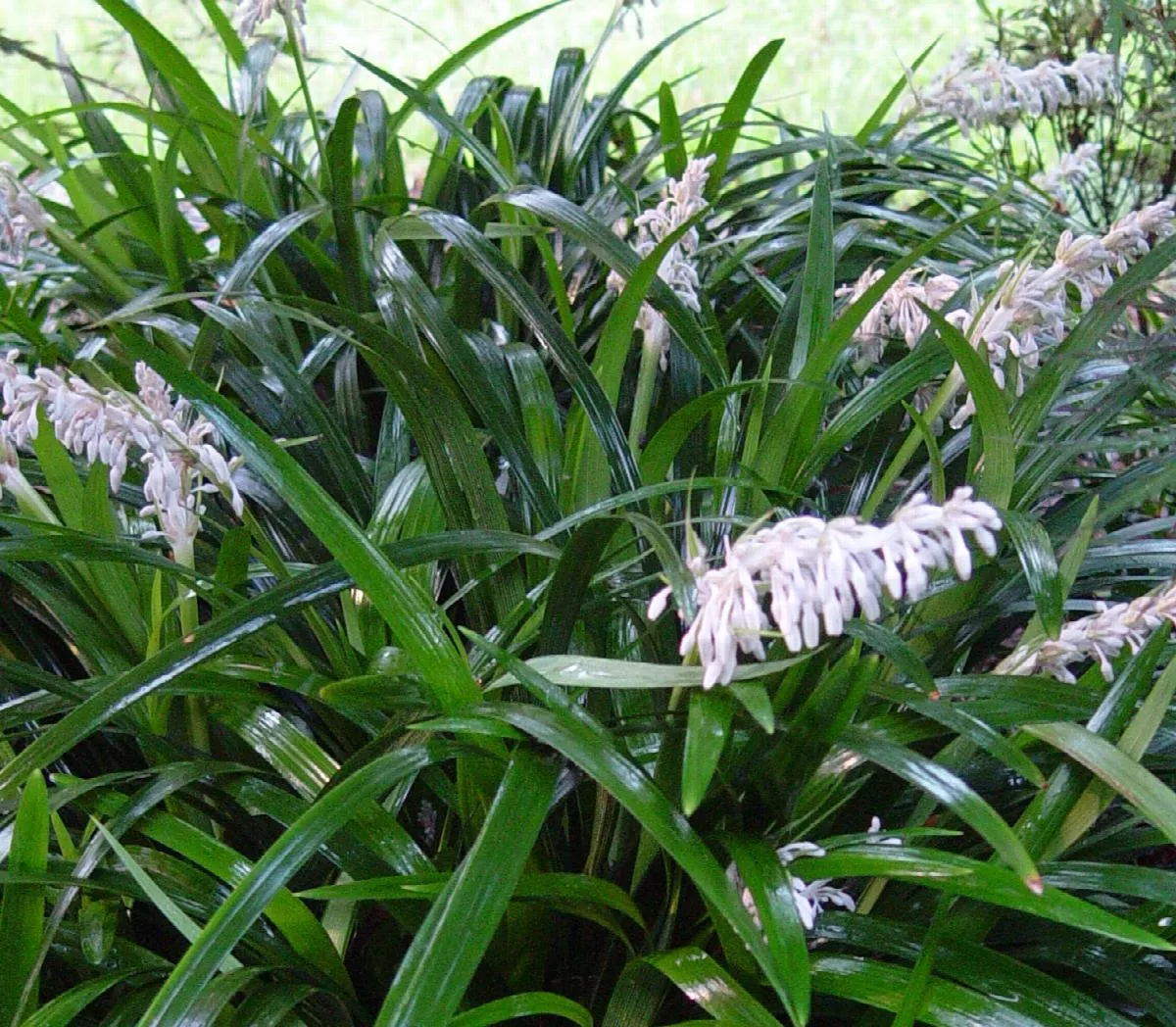 Crystal Falls Mondo Grass