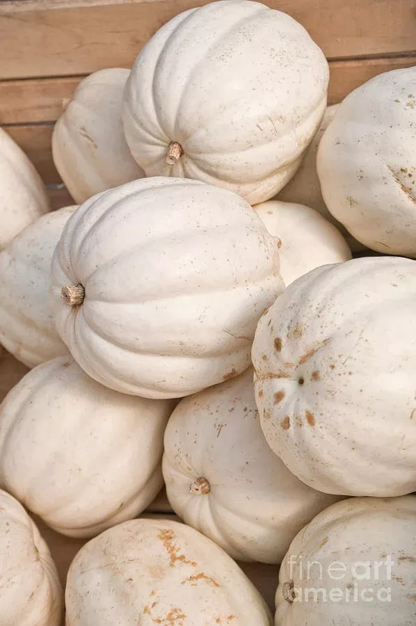 CRYSTAL STAR PUMPKIN