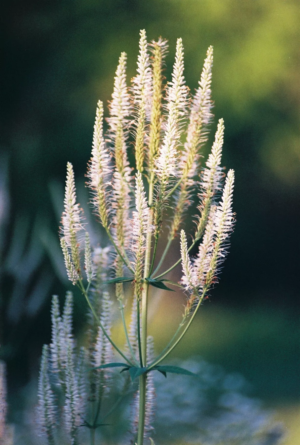 Culver's Root