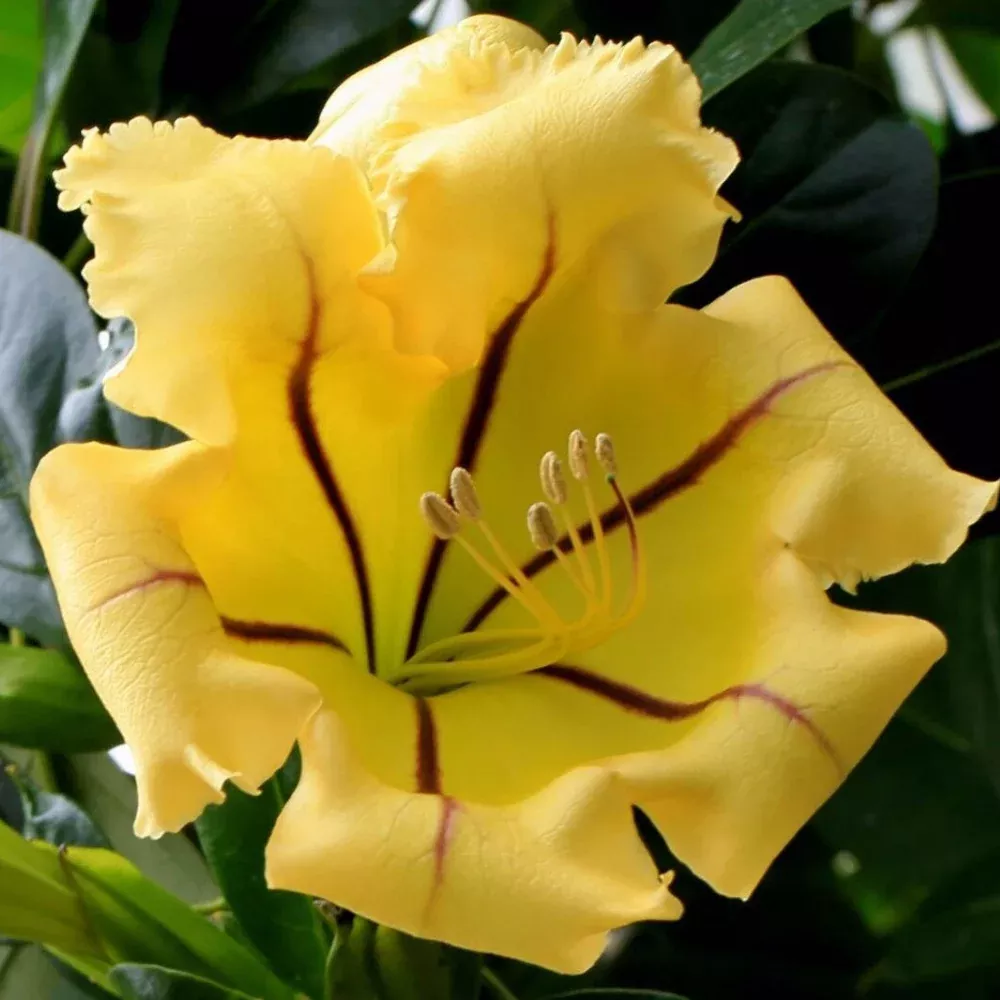 Cup Of Gold Vine (Solandra Maxima) Flower Live Plant