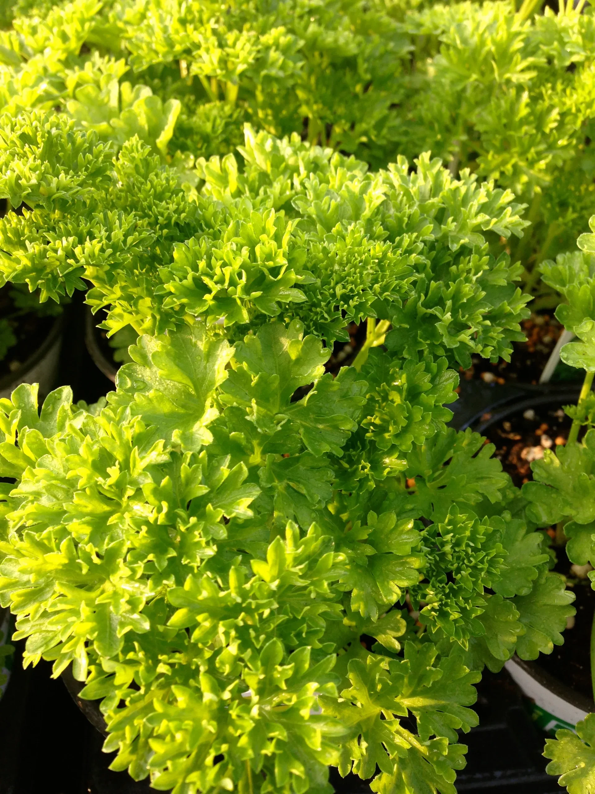 Curled Parsley