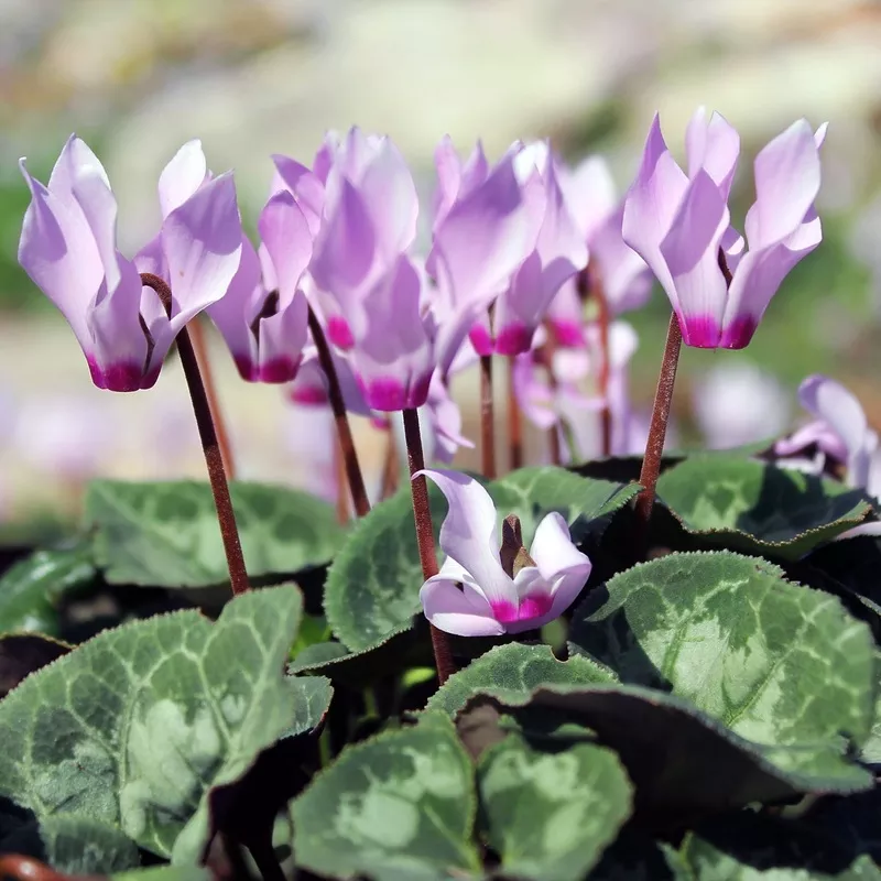 Cyclamen - Cilicium (Hardy)
