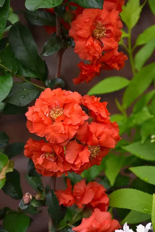 Cydonia Flowering Quince