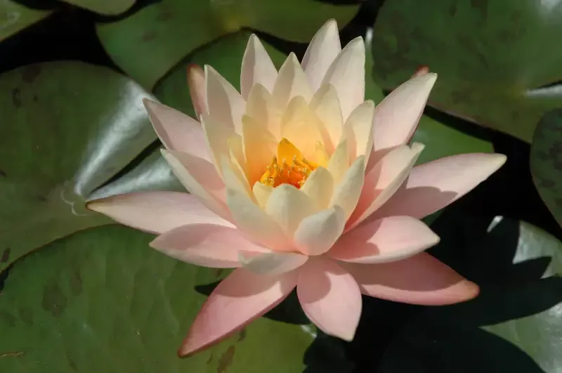 Cynthia Ann - Changeable hardy lily