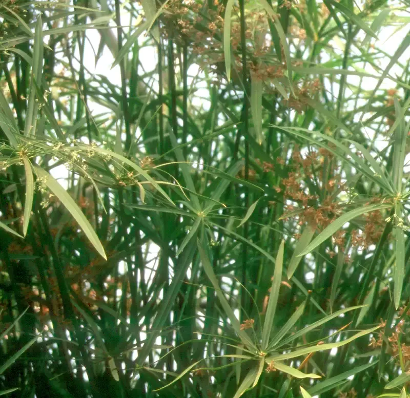 Cyperus alternifolius "Gracilis" (Dwarf Umbrella Palm)