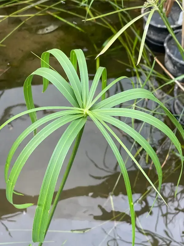 Cyperus alternifolius "Umbrella Palm"