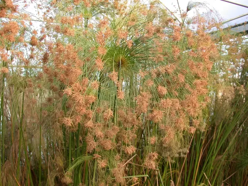 Cyperus haspan "Dwarf Papyrus"