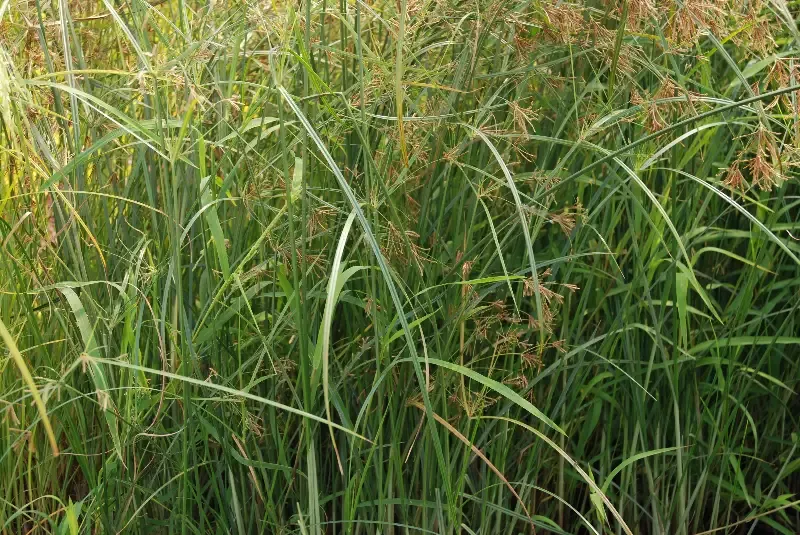 Cyperus longus "Umbrella Grass"